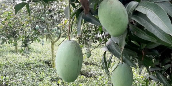 পঞ্চগড়ে চা বাগানে বাড়ছে মিশ্র ফলের চাষ